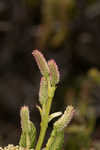 Green alder <BR>Mountain alder